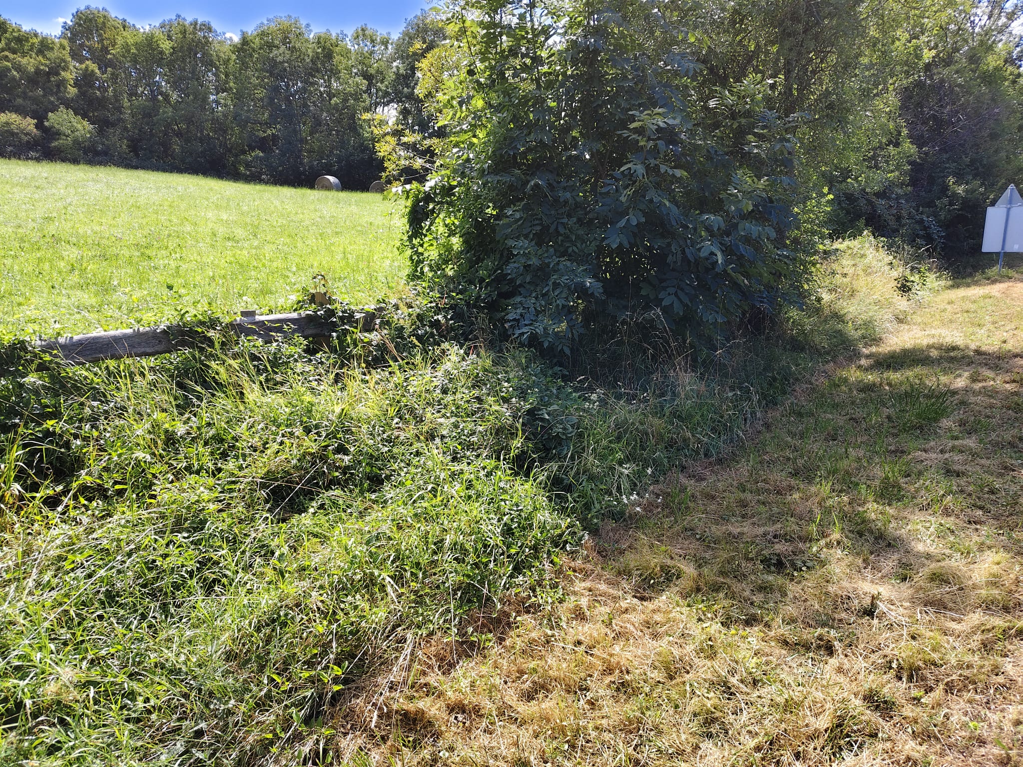 Heckenschnit EK Zaun 2025 08 25 7 bec50